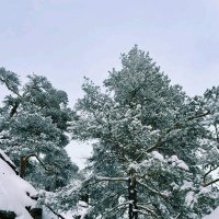 Сосны в инее... :: Георгиевич 