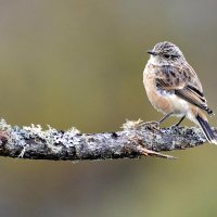 Одна, совсем одна... :: Михаил Белоусов Одна, совсем одна... :: Михаил Белоусов