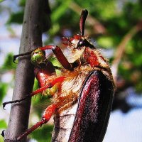 Майский жук :: Людмила Смородинская Майский жук :: Людмила Смородинская