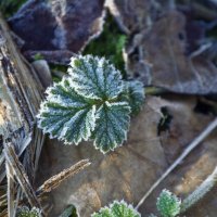 Морозное утро :: Lyubov Busova