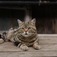 Это защитник территории. :: Елена 
