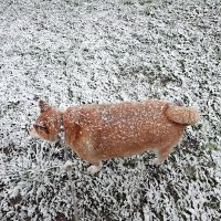 Не нравится Аюми снег в мае :: Валерий Иванович Не нравится Аюми снег в мае :: Валерий Иванович