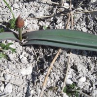 Будет тюльпанчик :: Елена Шаламова Будет тюльпанчик :: Елена Шаламова