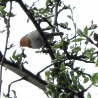 Заряночка :: Дмитрий Никитин