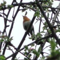 Заряночка :: Дмитрий Никитин