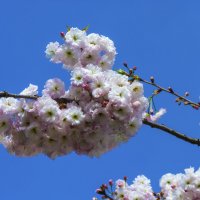 Белая Сакура :: Валентин Семчишин Белая Сакура :: Валентин Семчишин