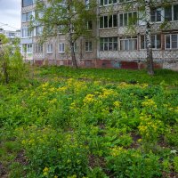 Цветение около дома :: Александр Синдерёв