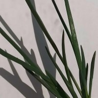 *** :: Валентина Береснева