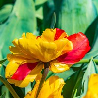 *** :: Дмитрий Лупандин