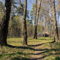 Меж берез. :: Николай 