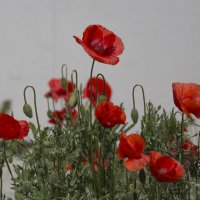 Маки :: Светлана Тихонина