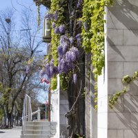 Городская глициния :: Светлана Тихонина Городская глициния :: Светлана Тихонина