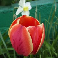 Тюльпан :: Freddy 97