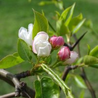 начало цветения :: Anna-Sabina Anna-Sabina начало цветения :: Anna-Sabina Anna-Sabina