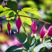 Дицентра :: Андроник Александр Дицентра :: Андроник Александр