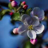 БЕЛЫЙ НАЛИВ. :: DianaVladimirovna 