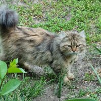 Взглянул на меня мрачно... :) :: Наталья 