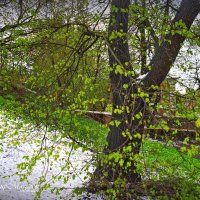 "И выпал в мае снег"© :: Владимир Макаров