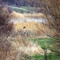 У озера Медвежьего. :: Восковых Анна Васильевна 