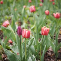 Первомайские тюльпаны :: Магомед .