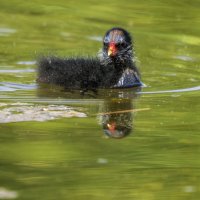 Камышница. :: Alexander Amromin