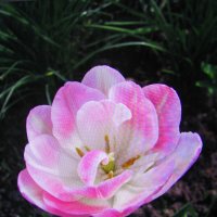 Нежность :: Людмила Смородинская