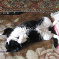 Полный кайф :: Людмила Смородинская