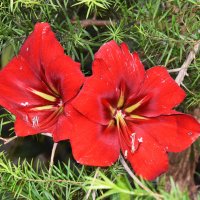 Москва. Оранжерея Ботанического сада. :: Наташа *****