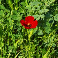 Маки :: Анатолий Чикчирный