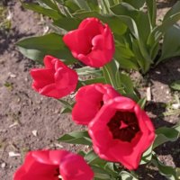 Тюльпаны :: Елена Семигина Тюльпаны :: Елена Семигина