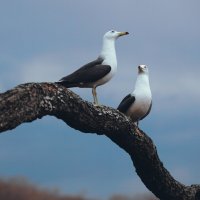 Чайки :: Эдуард Куклин