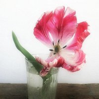 Увядание. Тюльпаны отцветают . Меняя образ :: TAMARA КАДАНОВА