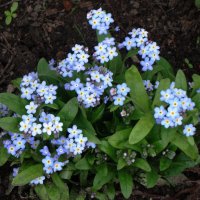 Незабудки :: Рита Симонова