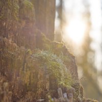 Солнечная кладония :: Дарья Меркулова