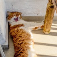 Эх, жить хорошо! :: Oleg4618 Шутченко