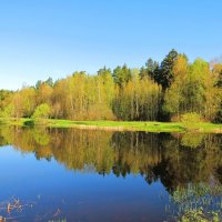 Цветущий берег пруда :: Андрей Снегерёв