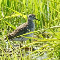 фифи :: gawrilа - dan