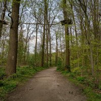 *** :: Николай Гирш