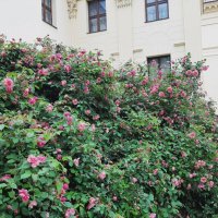 Rosa &#39;Morden Centennial&#39; :: Tata Wolf