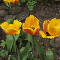 Тюльпаны :: Freddy 97