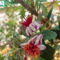 Фейхоа. :: Argaman Табашник