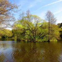 Зеленеющий остров :: Андрей Снегерёв