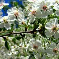 Весеннее цветение :: Сергей Карачин Весеннее цветение :: Сергей Карачин