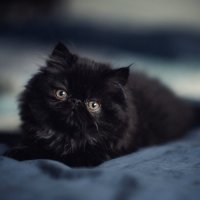 ... :: Лилия .