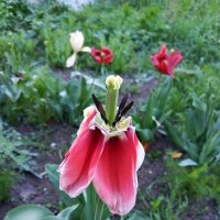 Отцвел :: Татьяна Пальчикова