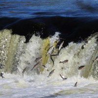 вимба идет на нерест. Кулдигский водопад. :: ИННА ПОРОХОВА вимба идет на нерест. Кулдигский водопад. :: ИННА ПОРОХОВА