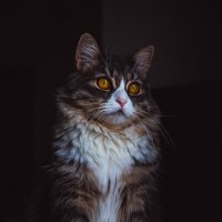 Кошка Ася :: Олег Куб