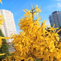 Форзиция :: Сапсан 