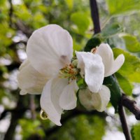 После дождя. :: Галина Бобкина