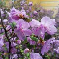 Рододендрон :: Сапсан 